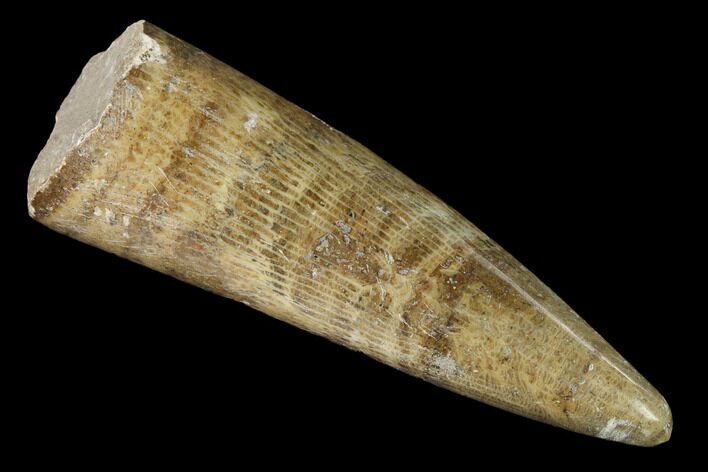 Polished Fossil Horn Coral - Morocco #142701